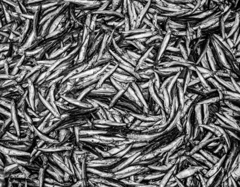 Original Curreri-Sciacca